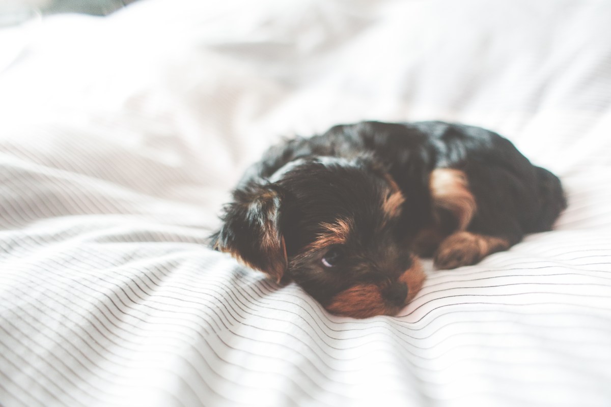 lenistwo, mogłabym, ambicja