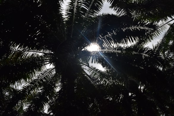 zdjęcie promieni słonecznych widzianych przez palmę.