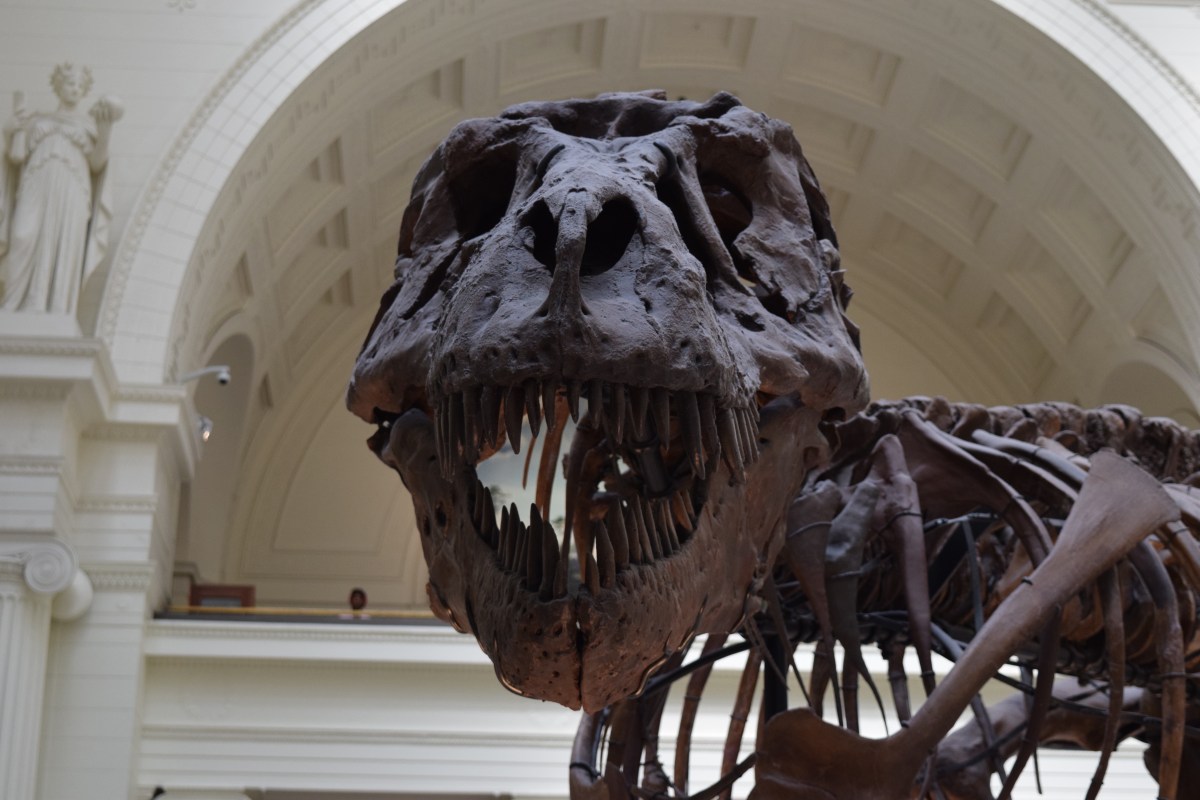 Dinozaur Sue w muzeum w Chicago