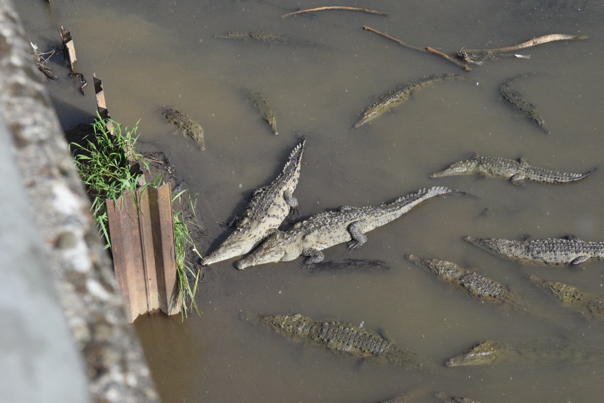 Krokodyle