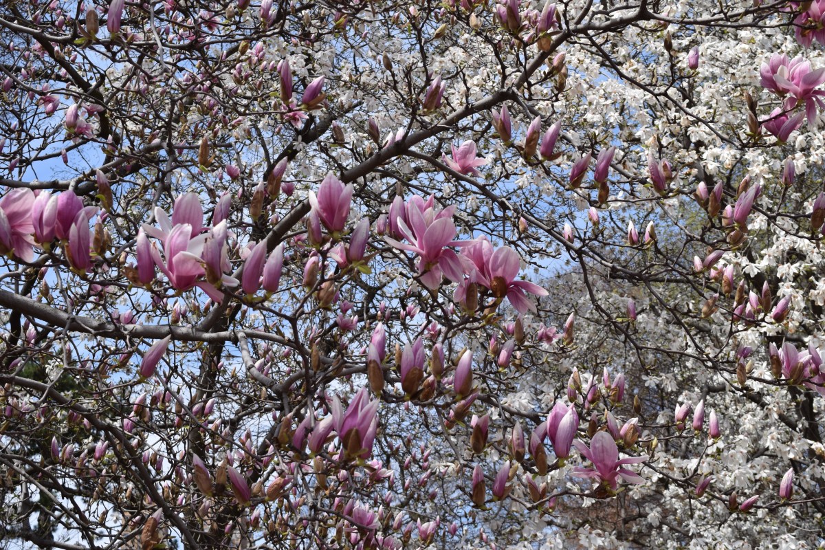 Magnolie w Central Parku