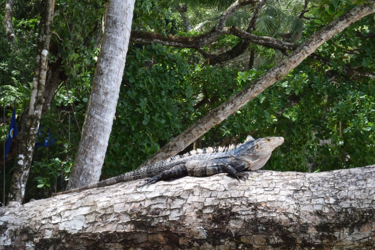 Iguana