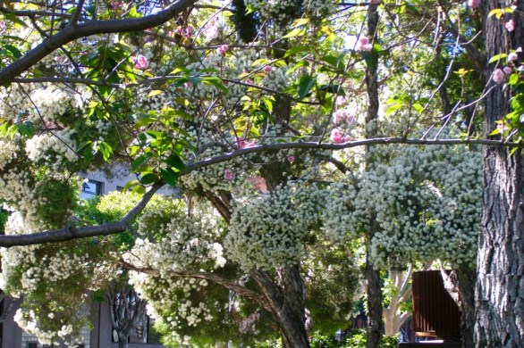 Tekst o tym, że koncepcja slow life nie pomogła mi w walce z chorobą zwaną nerwicą